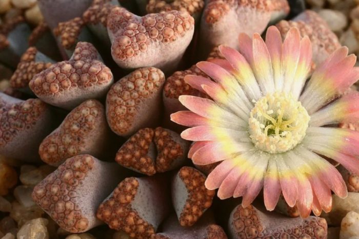 Lithops coneflower