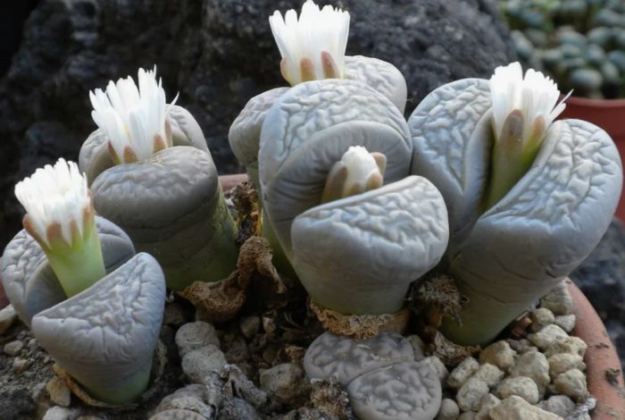 Marmol na Lithops