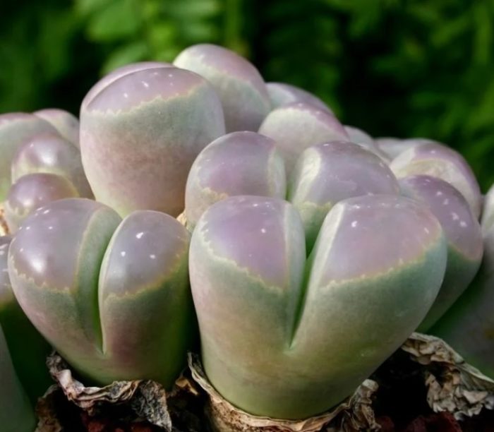 Mga lithops na kulay olibo