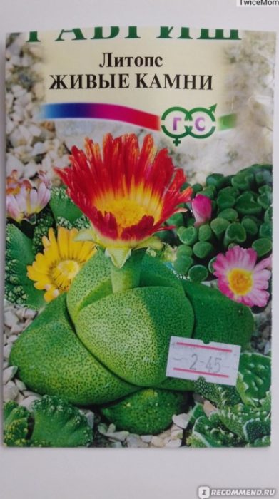 Mga buto ng Lithops
