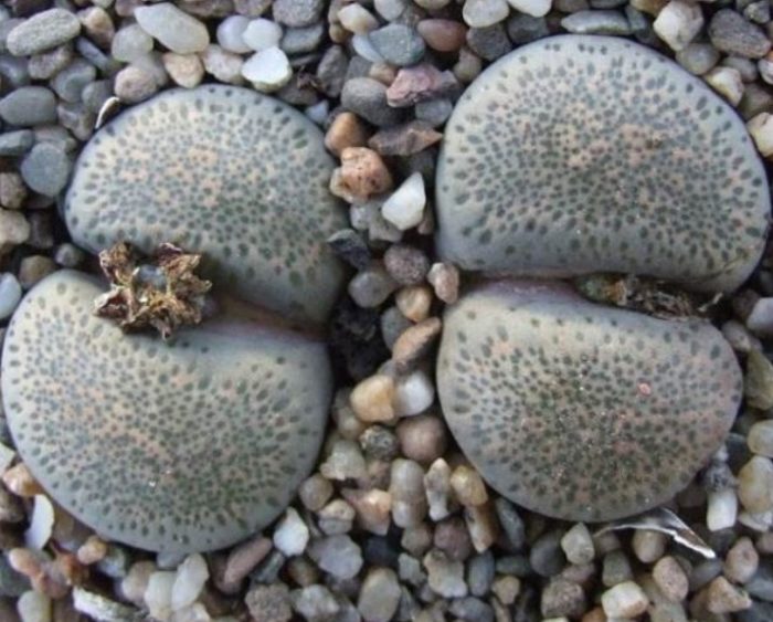 Lithops volkai
