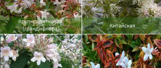 Soorten Abelia