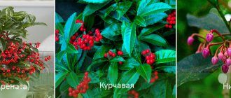 Soorten Ardisia