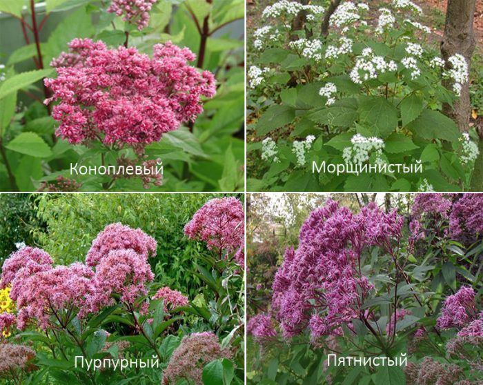 Mga Uri ng Eupatorium