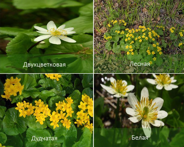 Видове блатен невен