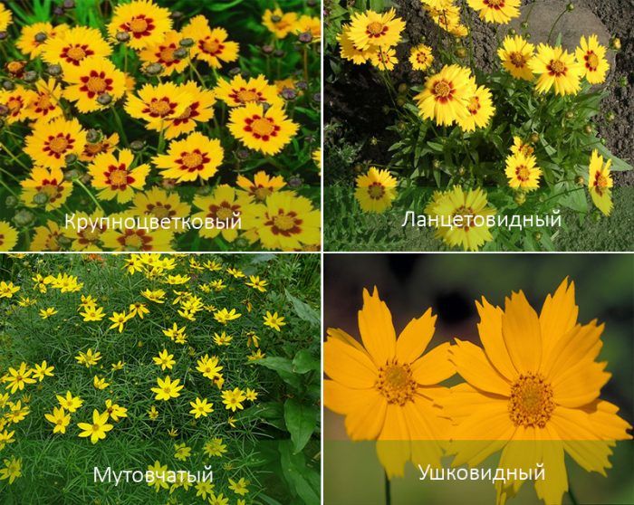 Mga Uri ng Coreopsis