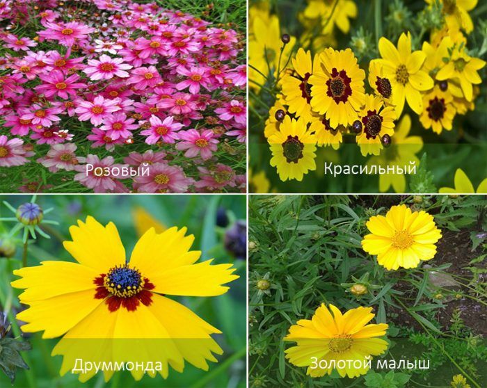 Mga Uri ng Coreopsis