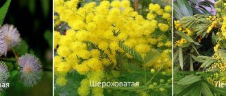 Soorten mimosa