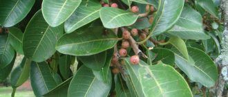 Larawan ng puno ng ficus