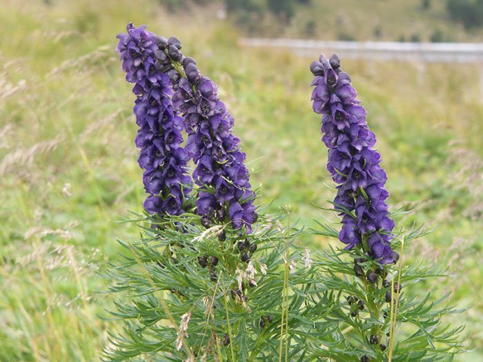 Aconite Dzungarian