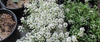 Alyssum