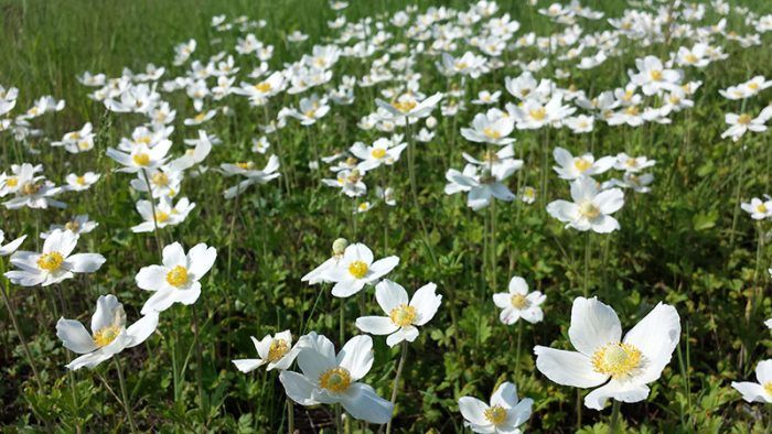 Anemone na gawa sa kahoy