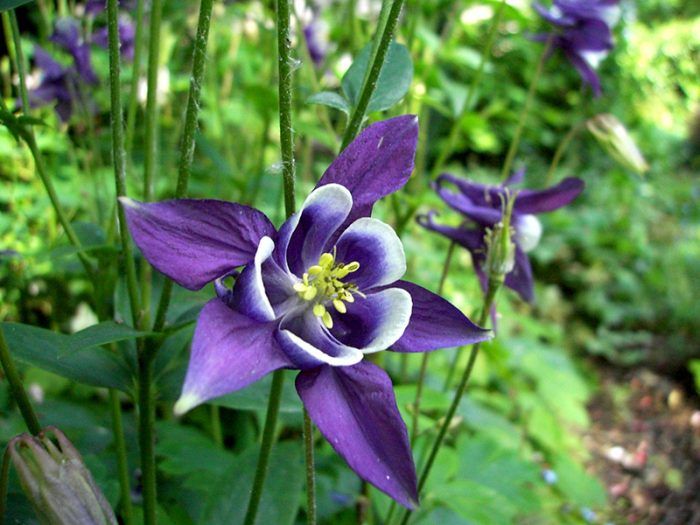 Aquilegia