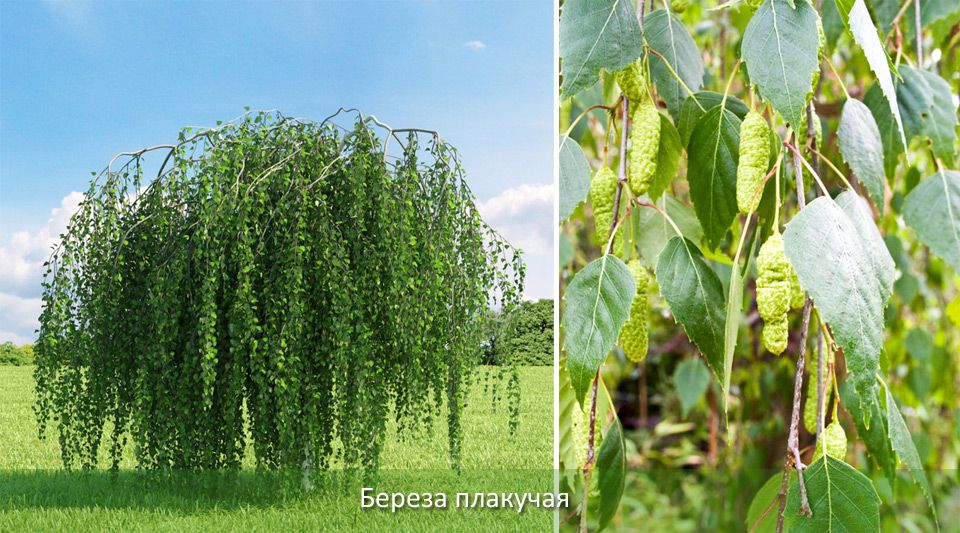 Umiiyak na birch