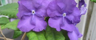 Brunfelsia