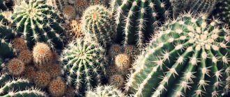 Foto van cactussen