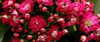 Kalanchoe