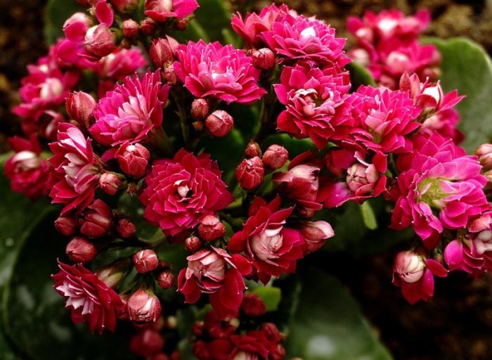 Kalanchoe