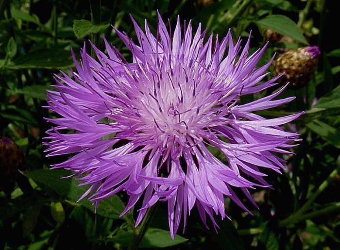 Knapweed
