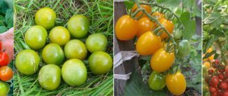 Najlepšie odrody cherry paradajok