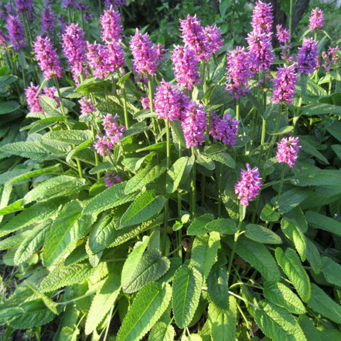 Stachys