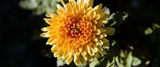 Chrysant