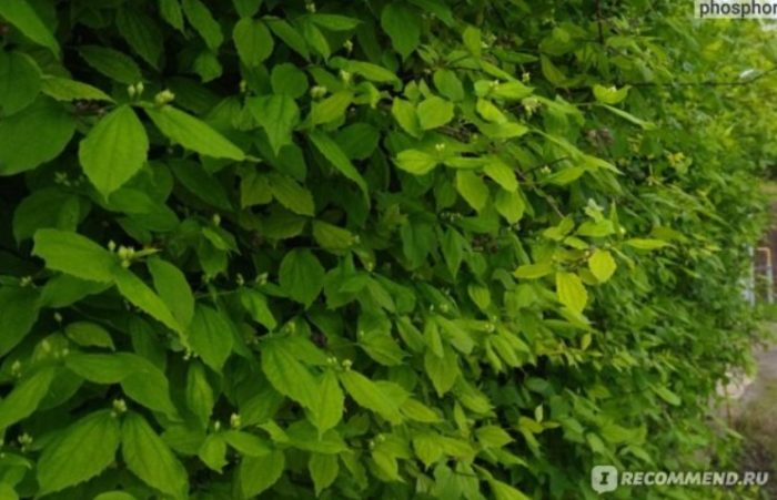 Листа на фалшив портокал