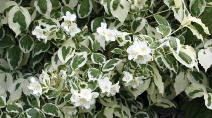 Разнообразие Variegatus