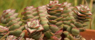 Crassula o halamang taba