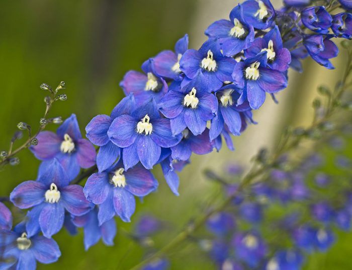Delphinium