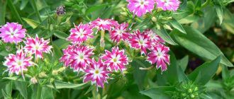 Drummond phlox