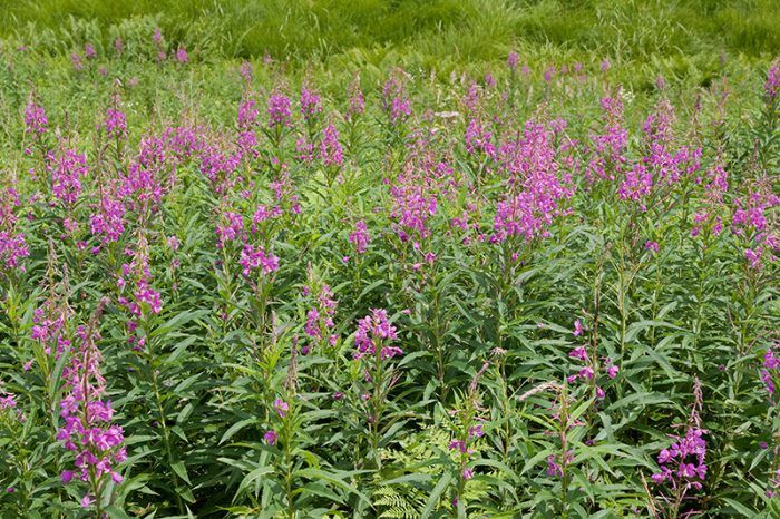 Fireweed