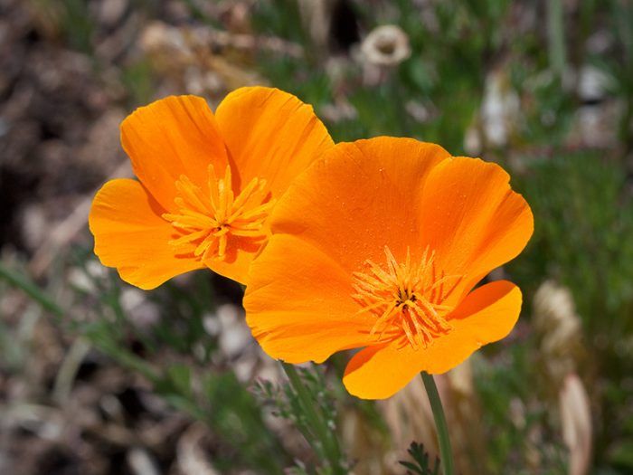 Eschscholzia