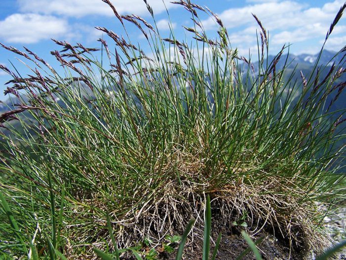 Fescue