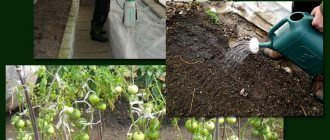 Phytophthora