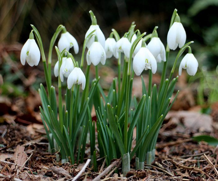 Snowdrop