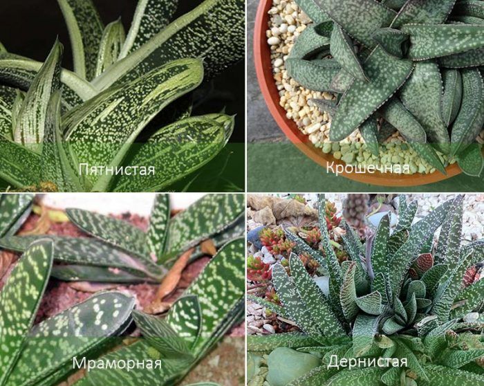 Mga Uri ng Gasteria