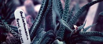 Gasteria