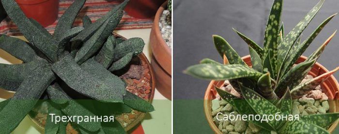 Mga uri ng Gasteria