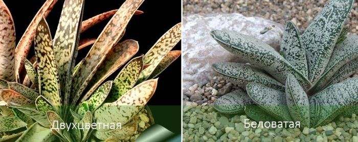 Mga Uri ng Gasteria
