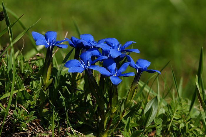 Gentian