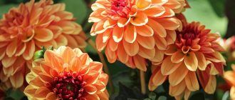 Dahlia