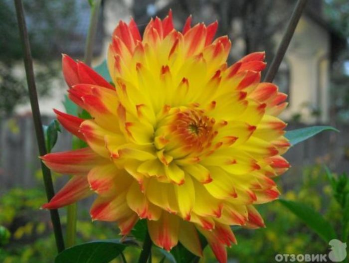 黃橙色大麗花