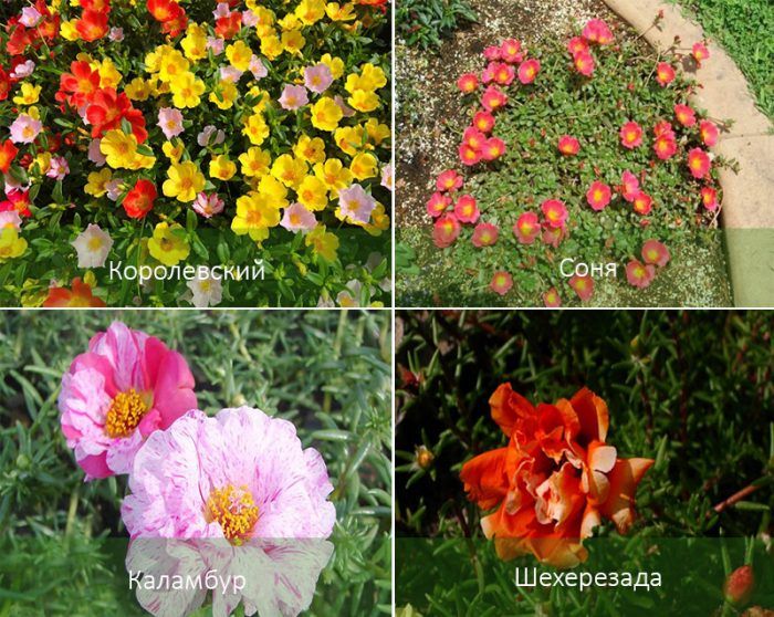 Mga hybrid na purslane na may malalaking bulaklak