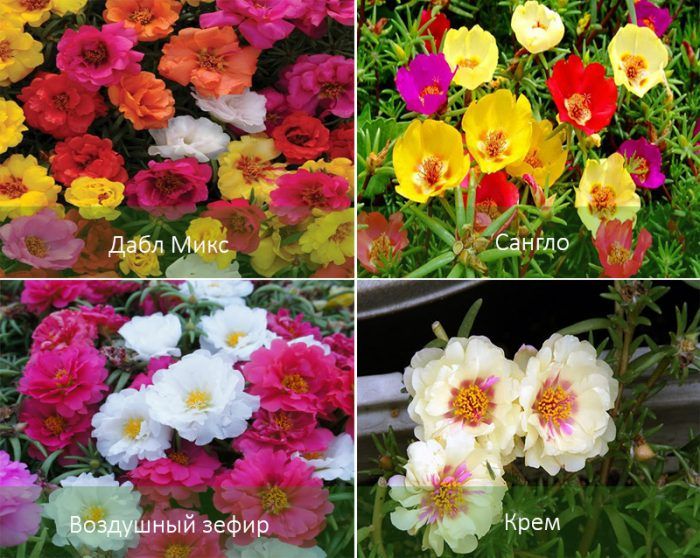 Mga hybrid na purslane na may malalaking bulaklak