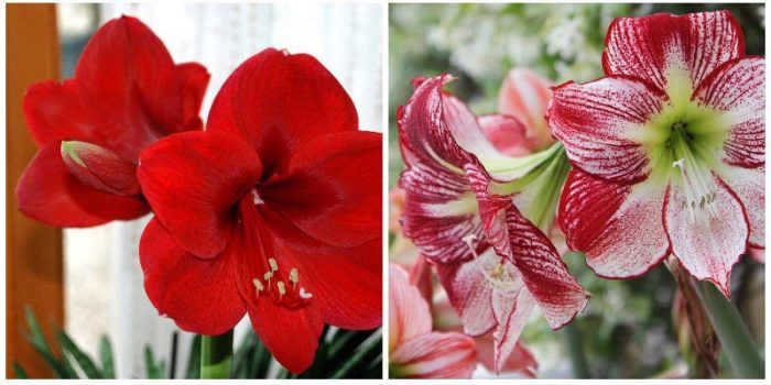 Hippeastrum