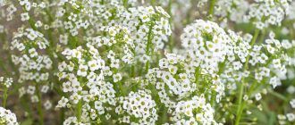 Gypsophila