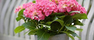 Hydrangea sa bahay