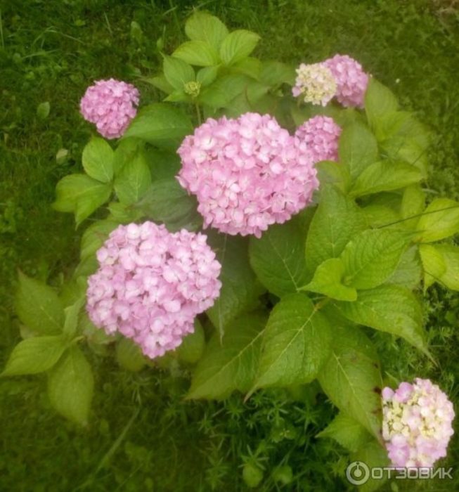 粉紅色的花朵