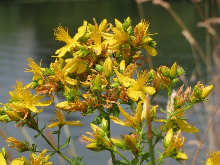 St. John's wort